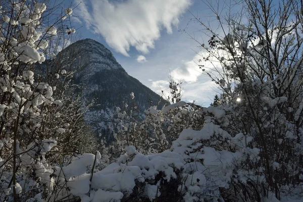 Doğa Mountaint Kış Manzarası Ile Ağaç Taze Kar — Stok fotoğraf