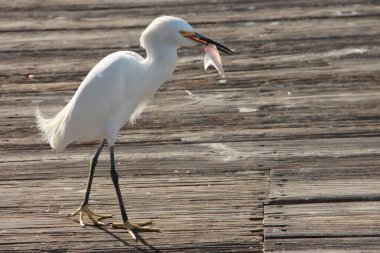 snowy egret hunting in naples,florida clipart
