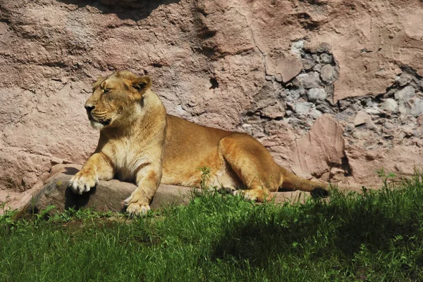 Lion Zoo — Stock Photo, Image