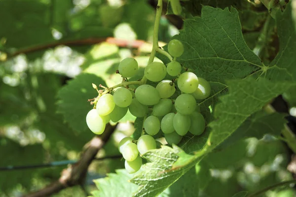 Trauben Wachsen Auf Dem Weinberg — Stockfoto