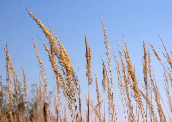 Spiky Weed Een Veld — Stockfoto