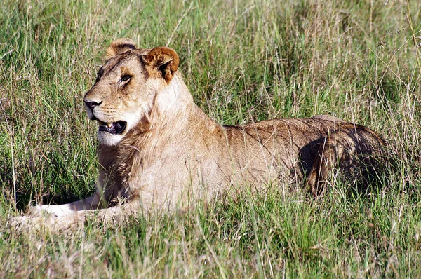 Leão Panthera Leo Sentado Caminho Okavango Delta Botsuana — Fotografia de Stock