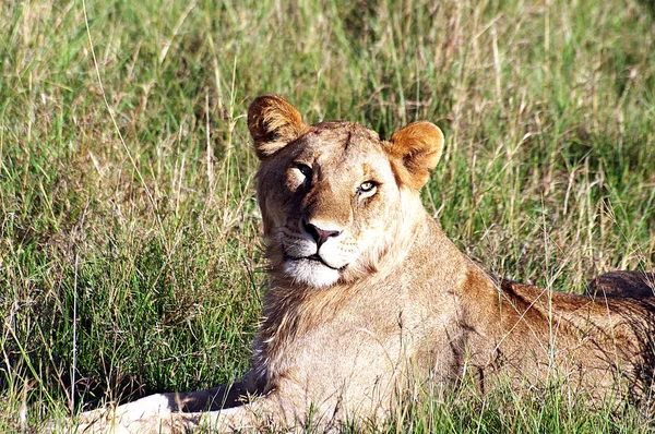 León Panthera Leo Sentado Camino Delta Del Okavango Botsuana — Foto de Stock