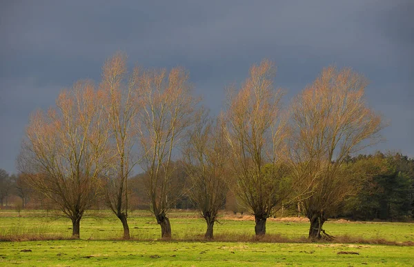 Schöne Aussicht Auf Den Stadtpark — Stockfoto