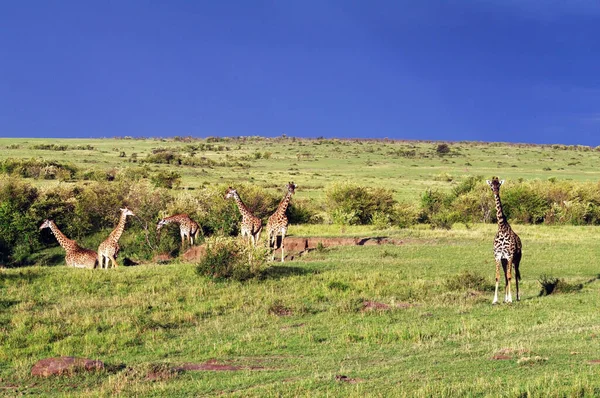 Żyrafy Roślinożerne Sawanny — Zdjęcie stockowe