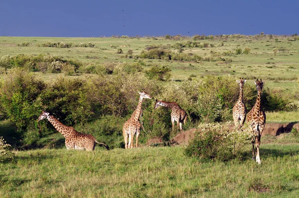 Herbivoor Giraffen Savanne Dieren — Stockfoto