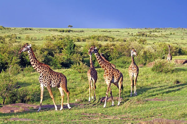 キリンの群れサバンナの動物 — ストック写真