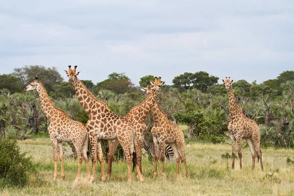 Mundo Animal Jirafas Silvestres Flora Fauna — Foto de Stock