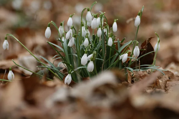 Branco Primavera Pequeno Snowdrop Flores Galanthus Nivalis — Fotografia de Stock