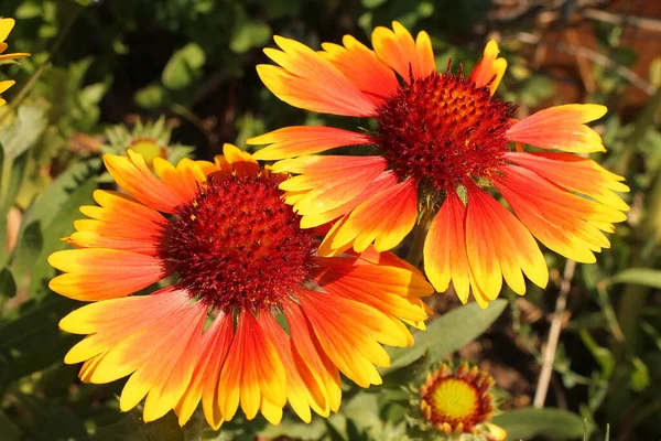 Beautiful Yellow Flowers Garden — Stock Photo, Image