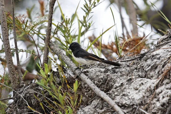 Singvogel Auf Fraser Island — Stockfoto