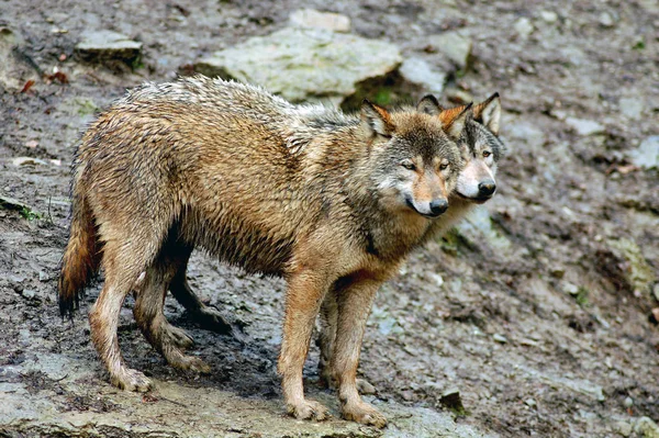 Lobos Selvagens Habitat Natural — Fotografia de Stock