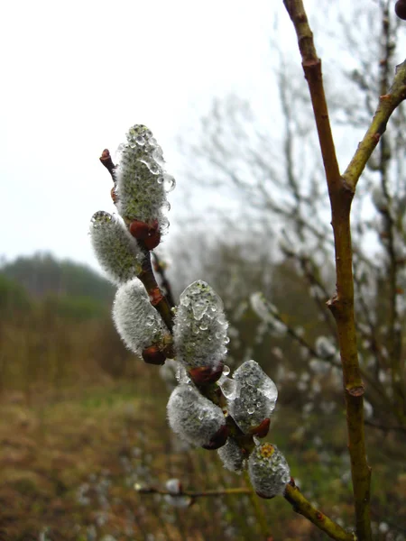 Junge Nieren Einer Weide Mit Tropfen Frühling — Stockfoto