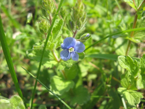 Flor Azul Única Sobre Fondo Una Hierba Verde —  Fotos de Stock
