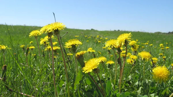 Some Yellow Dandelions Background Green Grass — Stock Photo, Image