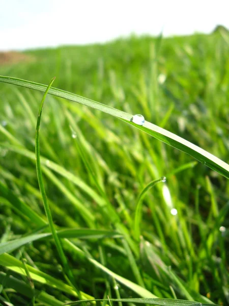 Imagen Gota Rocío Hoja Verde — Foto de Stock