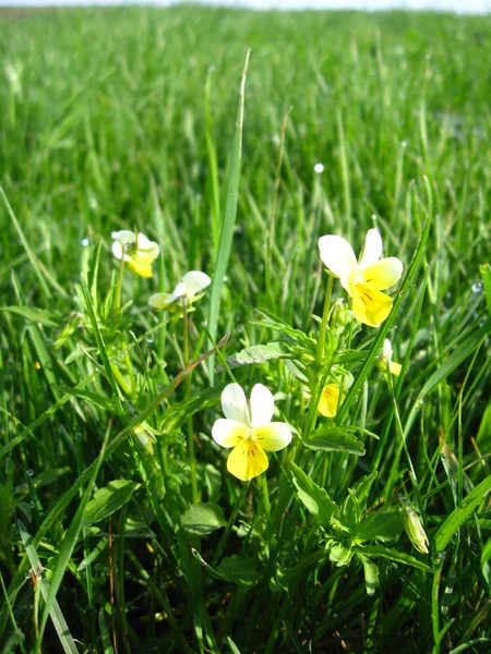 Beautiful Flowers Wild Pansies Grass — Stock Photo, Image