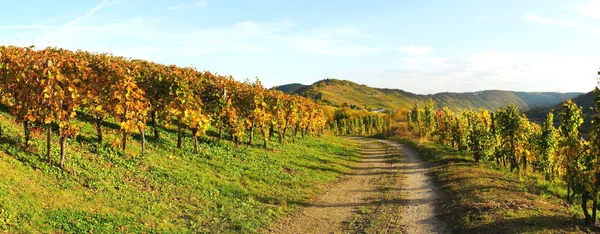 Colorful Autumn Landscape Mosel Valley Panorama — Stock Photo, Image