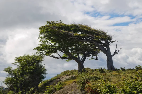 Árvore Bandeira Mais Famosa Fireland Tierra Del Fuego Que Pode — Fotografia de Stock