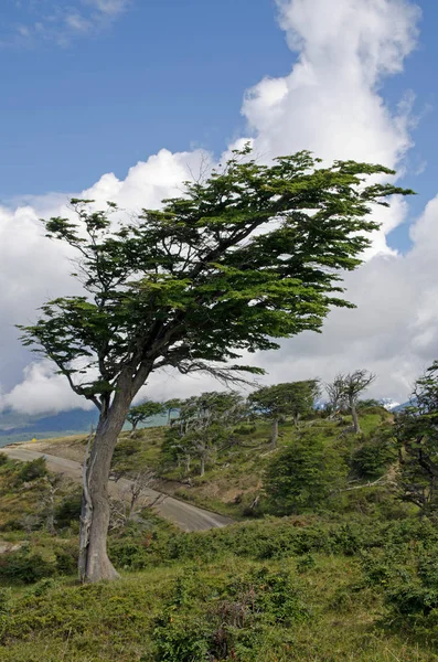 Most Famous Flag Tree Fialand Tierra Del Fuego Which Can — стоковое фото