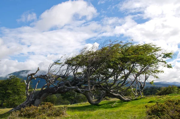 Najbardziej Znane Drzewo Flagowe Fireland Tierra Del Fuego Które Można — Zdjęcie stockowe