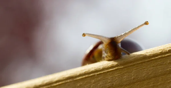 Lumaca Mollusco Elica Invertebrato — Foto Stock