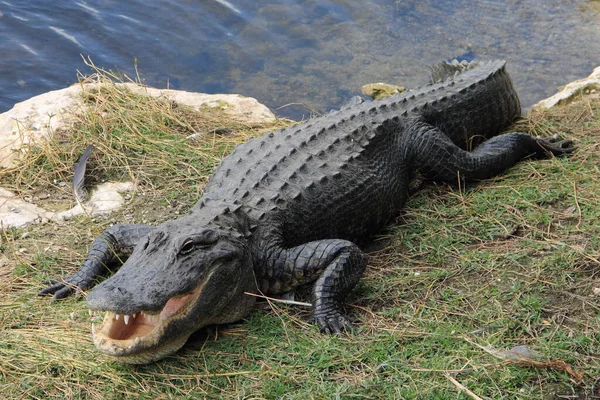 Alligator Den Everglades Florida — Stockfoto