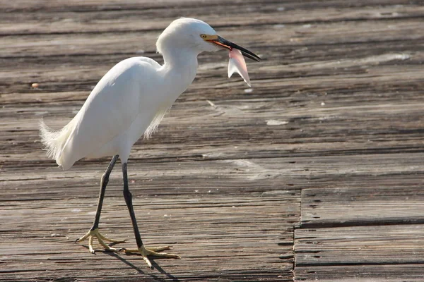 Caça Egret Nevado Naples Florida — Fotografia de Stock