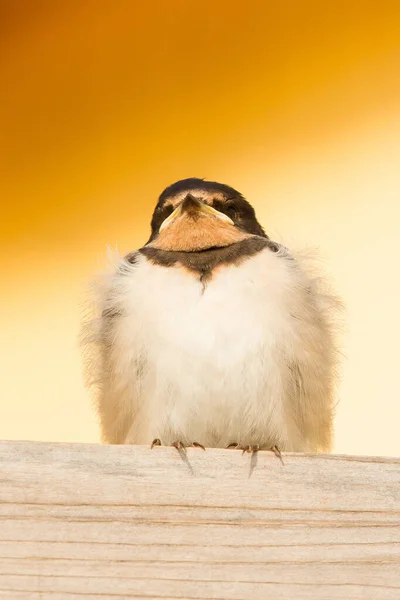 Young Swallow Roof — Stock Photo, Image