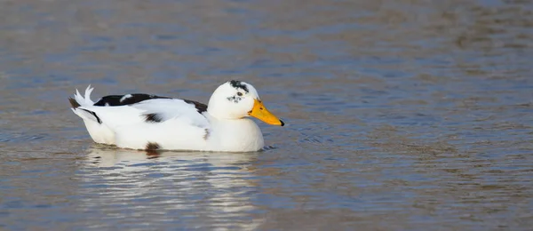 Canard Sauvage Dans Eau — Photo