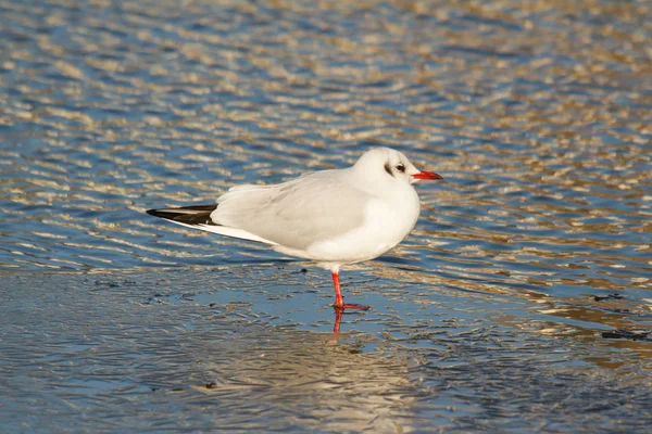 Zwartkopmeeuw Een Bevroren Meer — Stockfoto