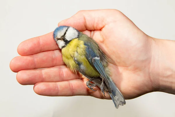 Eine Verstorbene Blaumeise Wird Einer Frauenhand Gehalten — Stockfoto