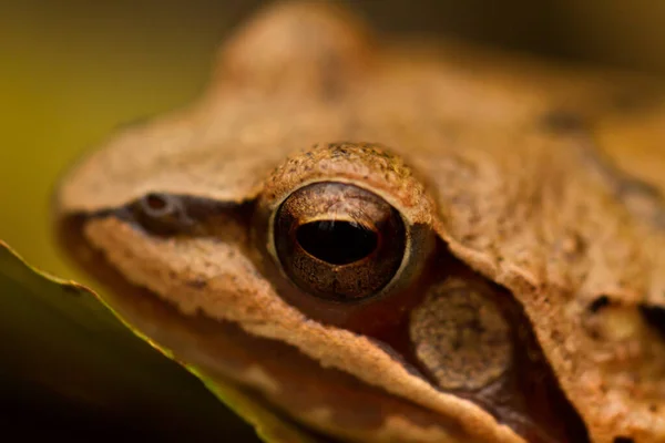 Detailní Záběr Žlutého Žabího Oka — Stock fotografie