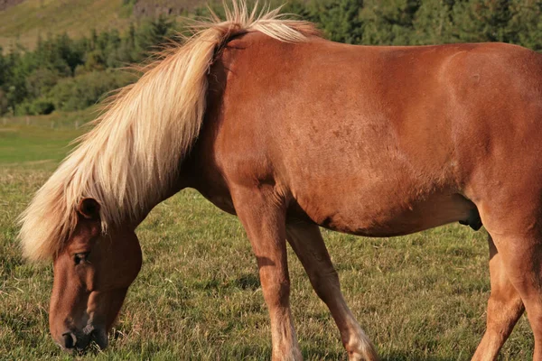 Pferd Tier Herde Weidetier Naturfauna — Stockfoto