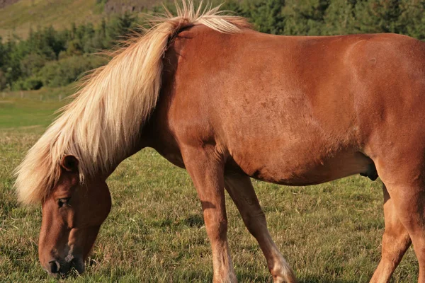 Animales Caballo Animales Pastoreo Fauna Naturaleza — Foto de Stock