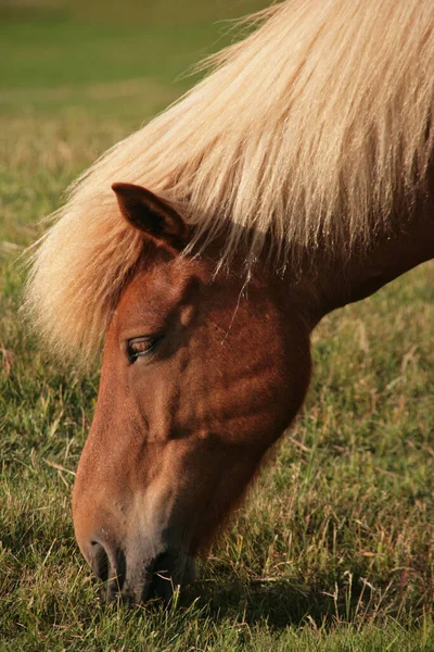 Pferd Tier Herde Weidetier Naturfauna — Stockfoto