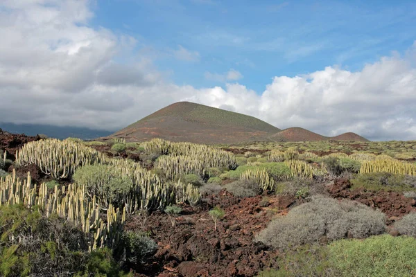 Tenerife Mais Atrasada Das Ilhas Canárias Spains África Ocidental — Fotografia de Stock