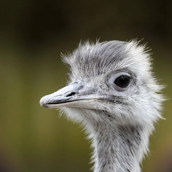 Struisvogel Wilde Dieren — Stockfoto