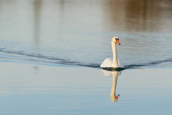 Malerischer Blick Auf Majestätische Schwäne Der Natur — Stockfoto