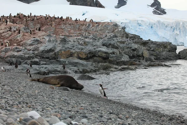 Leões Marinhos Aquáticos Antártica — Fotografia de Stock