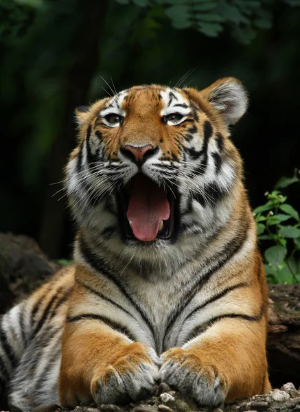 Tigre Sauvage Prédateur Félin — Photo
