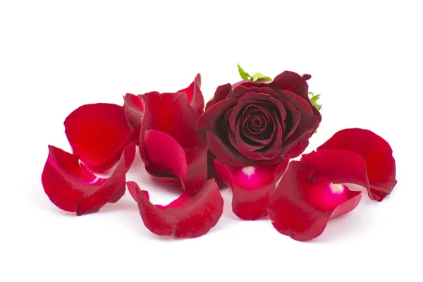 Pétalas Rosa Com Rosa Vermelha — Fotografia de Stock