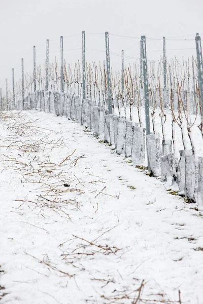 Χειμερινοί Αμπελώνες Eko Hnizdo Τσεχική Δημοκρατία — Φωτογραφία Αρχείου