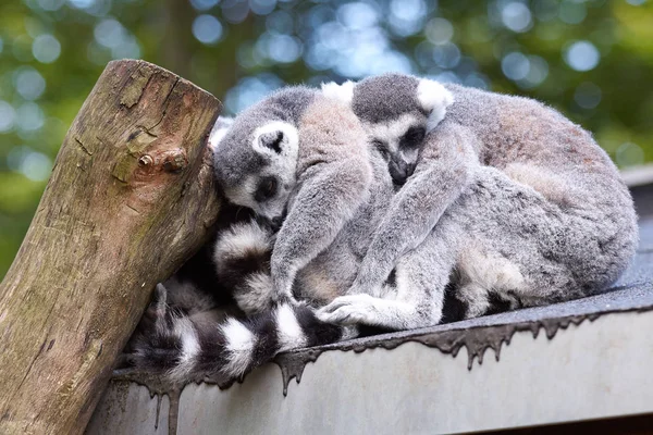 Encerramento Animais Jardim Zoológico — Fotografia de Stock