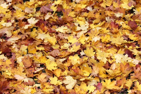 Maple Leaves Tree Leaves Foliage — Stock Photo, Image