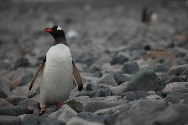 Мальовничий Вид Милих Пінгвінів Природі — стокове фото