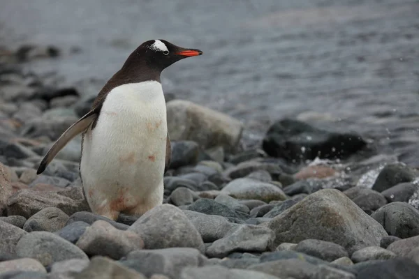 Scenic View Cute Penguin Birds Nature — Stock Photo, Image