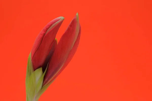 Amaryllis Blomblad Flora Blomma — Stockfoto