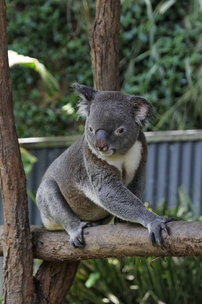 Koala Medve Vadon Élő Állat — Stock Fotó