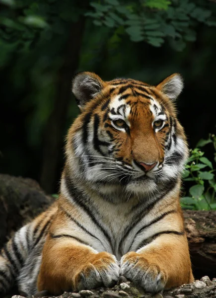 Sibirischer Tiger Gestreiftes Tier — Stockfoto